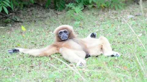 Funny monkey videos -A funny monkey compiLation