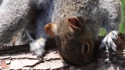 Squirrel Eating on a Log #squirrel #animals