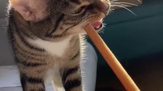 Breadstick Cat
