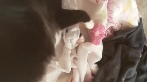 Miggie - Toilet Paper Growling Kitty full of love