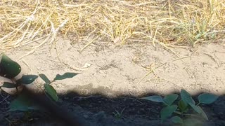 Kitty Battles a Small Lizard