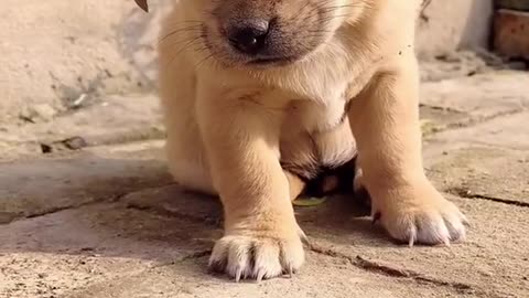 Cute dog falling asleep