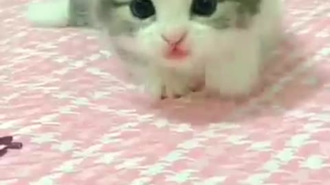 Сute little kitten cute purrs