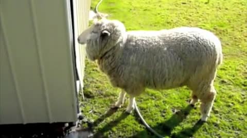 Funny Animal Video - Sheep Headbutting Shed