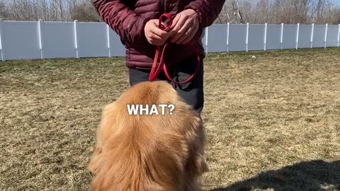 Big Dog Calls a Trainer