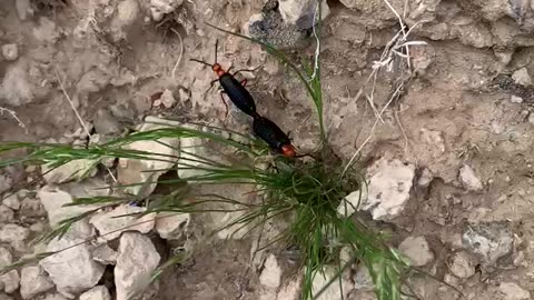 2 desert blister beetles (Lytta Magister) mating