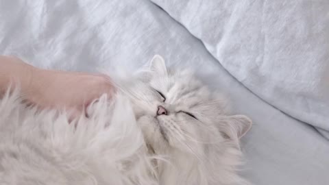 Cute cate sleeping 😴😌