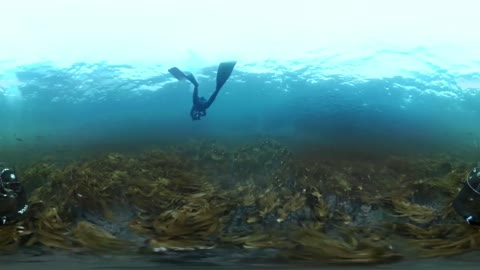 360° Norwegian Kelp Forest Soundscape #OurBluePlanet | BBC Earth