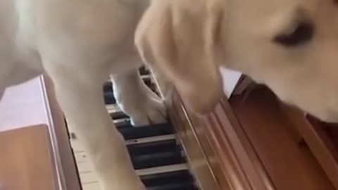 Dog Plays Piano - UrPetsHouse