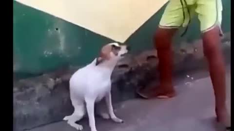 Un chien qui dance