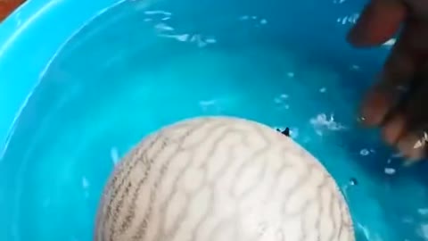 Puffer fish self defence
