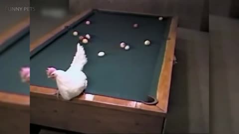Chicken laying eggs and playing pool