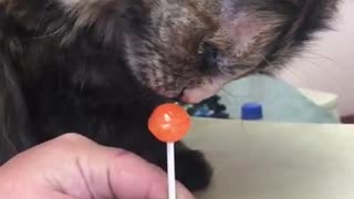 Candy Loving Cat