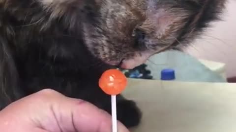 Candy Loving Cat