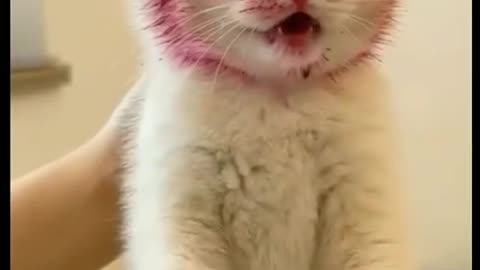 Funny cat