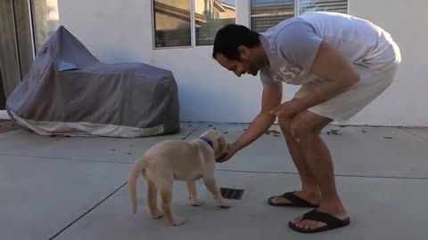 Labrador Puppy Learning and Performing Training Commands - Dog Showing