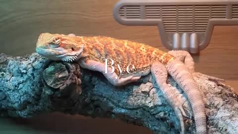 Bearded Dragon successfully plays game on tablet Bchvcv