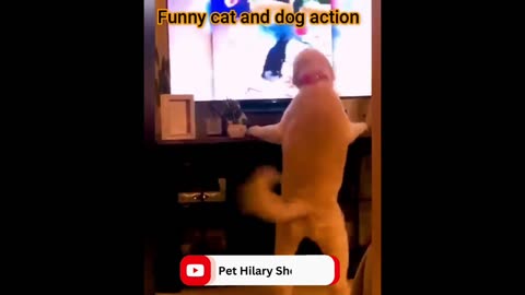 Fun with the Non-Stop Funniest Cat and Dog Video Funny animal video part-09 #shorts #short #viral