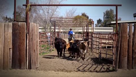 2019 Wild Spayed Filly Futurity Episode 5 Part 1