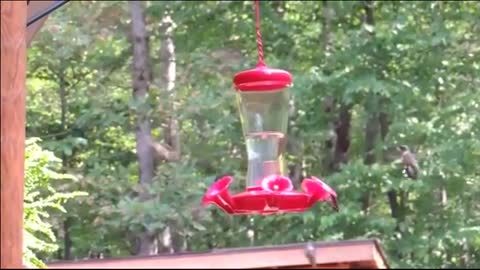 Hummingbirds in Flight - The Amazing Hummingbird Flying Motion in Nature