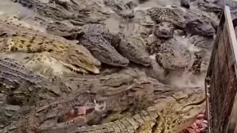 Feeding the Crocodile