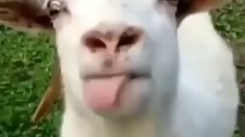 This is a chad goat 🐐