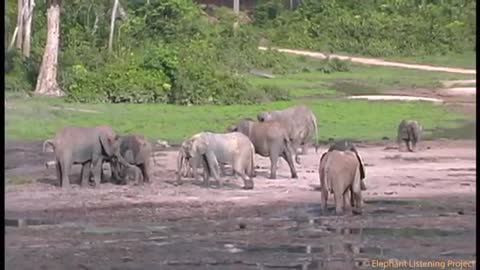 Elephants welcoming a new born calf