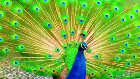 Prettiest Peacock dancing you have ever seen