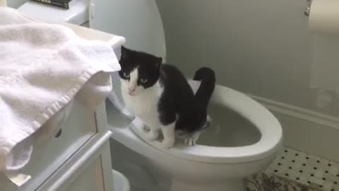 Cat using restroom instead of litter box