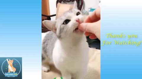 Cute Pets And Funny Animals 2022