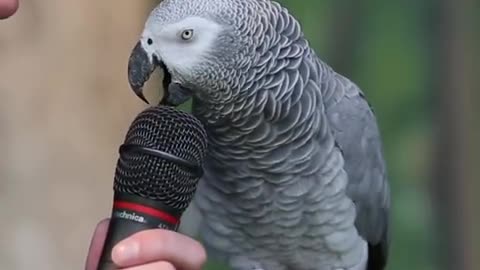 Funny Talking Parrot