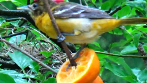 Oriole