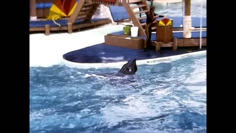 Ramu and Kona II performing in the This is Shamu show at SeaWorld, Orlando in 1981 [no sound]