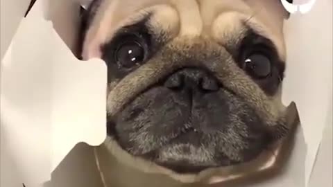 Funniest and Cutest Pug Dog Videos Compilation 2020 #2