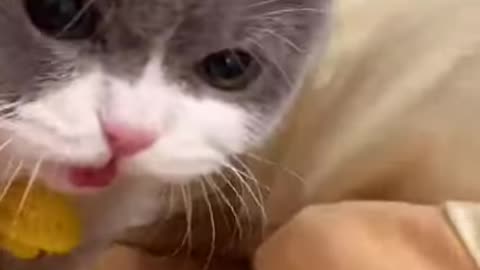 Funny cats meowing and talking | cats meowing | funny cats | cat meowing