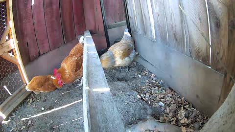 Peeping Dust Bathing Chick