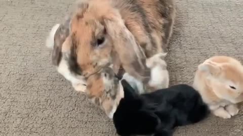 Mama rabbit needs a break from her kids, hops right on out of there