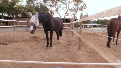 Horse corrals outdoors