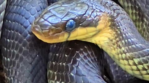 Aesculapian snake in a pile of brushwood / beautiful snake near the forest.