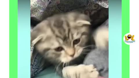 Funny Kitten Videos #1