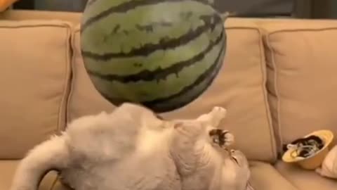 Have you ever seen a cat play like this?