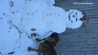 Slowmo french bulldog knocks head off snow man