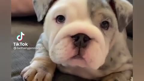 Viral funny cute dogs
