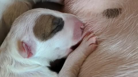 Newborn pups