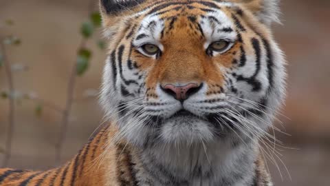 Siberian tiger VIDEO