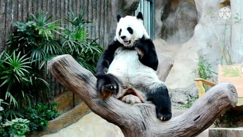 Raising CutRaising Cute Pandas: It's Complicated