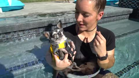 Teach Dogs How To Swim
