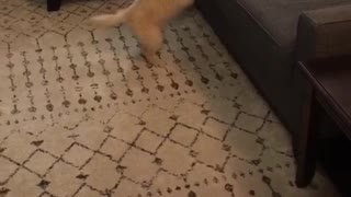 Golden retriever puppy jumps but cant reach tv remote on the couch