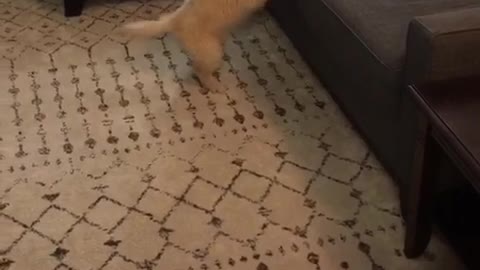 Golden retriever puppy jumps but cant reach tv remote on the couch