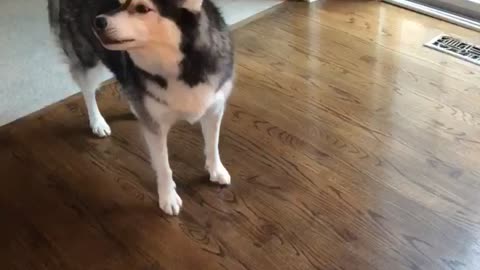 Howling Husky Hilariously Sings Along To A Xylophone